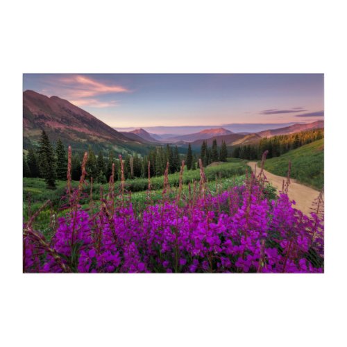 Wildflower Sunrise  Crested Butte Colorado Acrylic Print