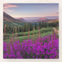 Wildflower Sunrise | Crested Butte, Colorado