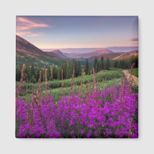 Wildflower Sunrise  Crested Butte Colorado Magnet