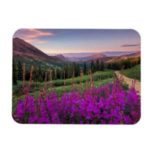 Wildflower Sunrise Crested Butte, Colorado Magnet