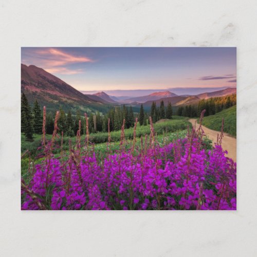 Wildflower Sunrise  Crested Butte Colorado Postcard