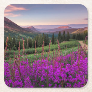 Wildflower Sunrise Crested Butte, Colorado Square Paper Coaster
