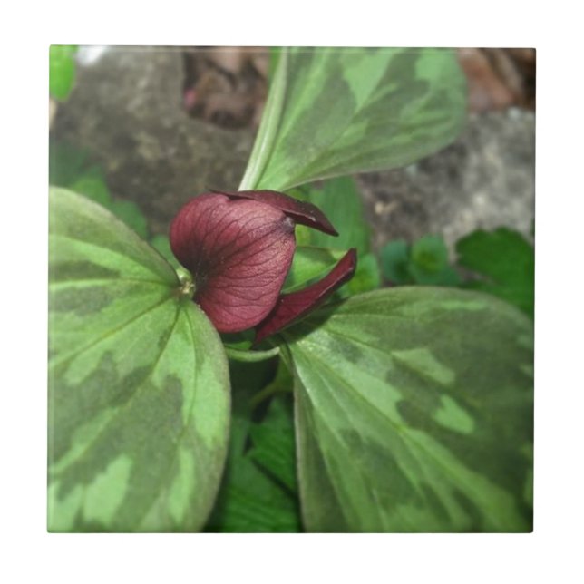 Wildflower Tile (Front)