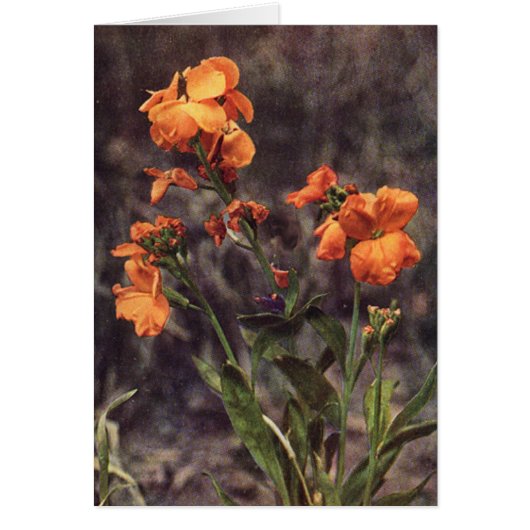 Wildflower: Wallflower Card (Front)