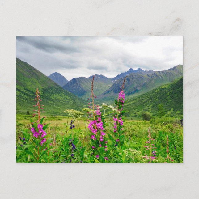 Wildflowers Alaskan Valley Postcard (Front)