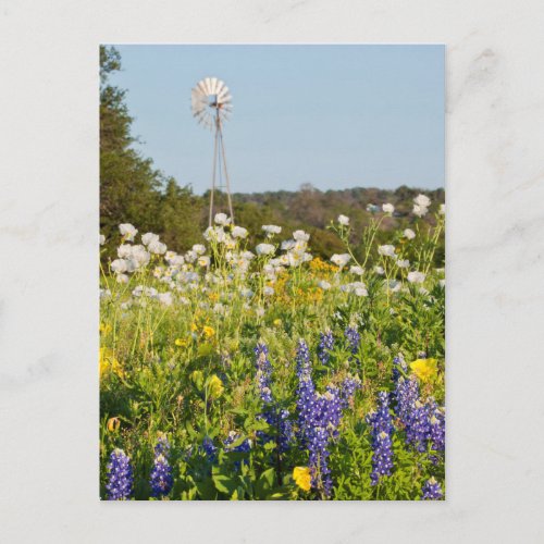 Wildflowers And Windmill In Texas Hill Country Postcard