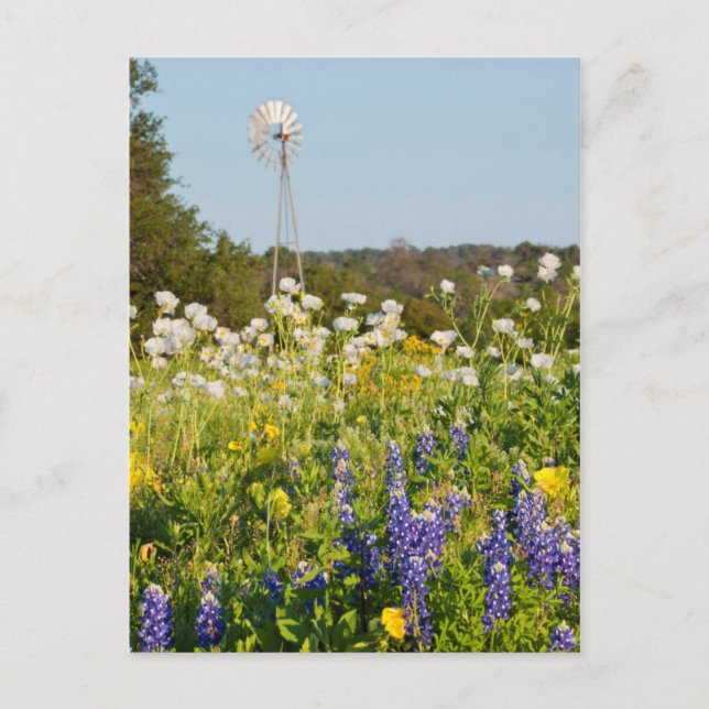 Wildflowers And Windmill In Texas Hill Country Postcard (Front)
