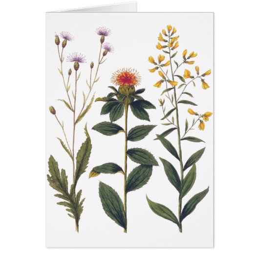 Wildflowers Antique Botanical Illustration Bertuch Cards (Front)