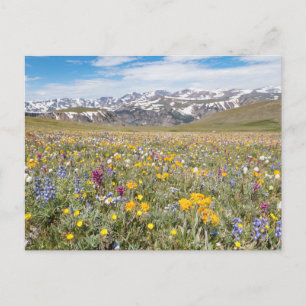 Wildflowers at Beartooth Pass Photo Postcard