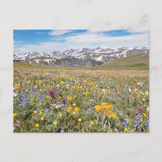 Wildflowers at Beartooth Pass Photo Postcard (Front)