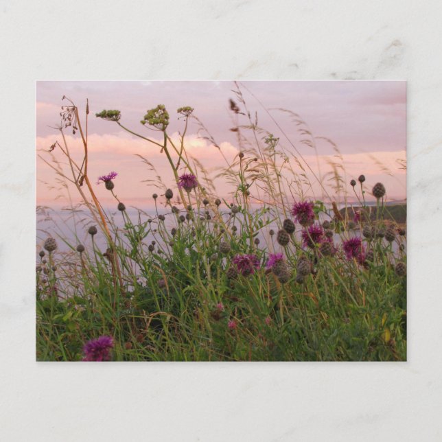 Wildflowers at Dusk Postcard (Front)