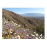 Wildflowers at Saguaro National Park I Poster