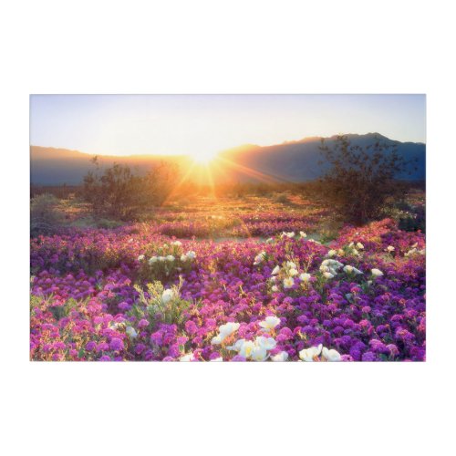 Wildflowers at sunset  Anza_Borrego Desert Acrylic Print