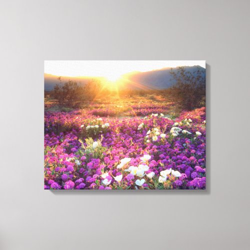 Wildflowers at sunset  Anza_Borrego Desert Canvas Print