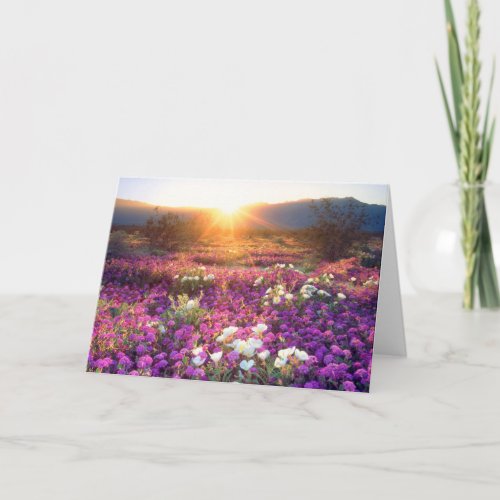Wildflowers at sunset  Anza_Borrego Desert Card