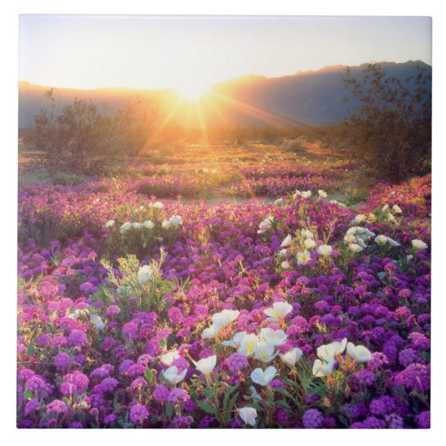 Wildflowers at sunset | Anza-Borrego Desert Ceramic Tile (Front)