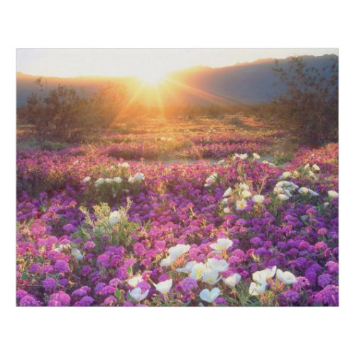 Wildflowers at sunset  Anza_Borrego Desert Faux Canvas Print