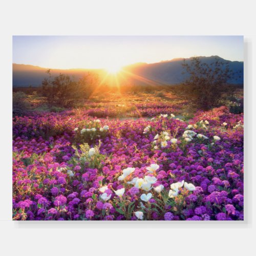 Wildflowers at sunset  Anza_Borrego Desert Foam Board