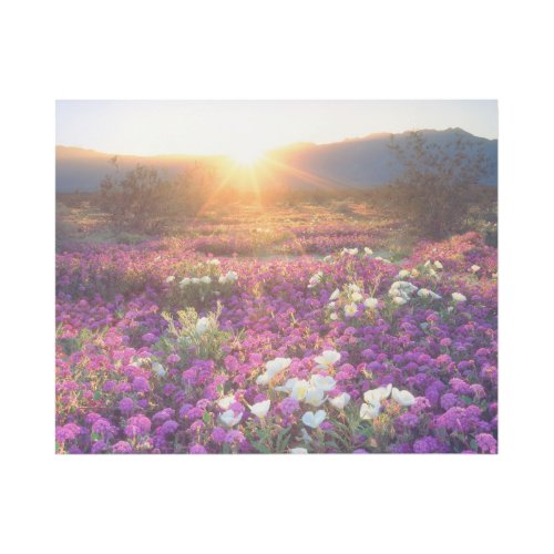Wildflowers at sunset  Anza_Borrego Desert Gallery Wrap