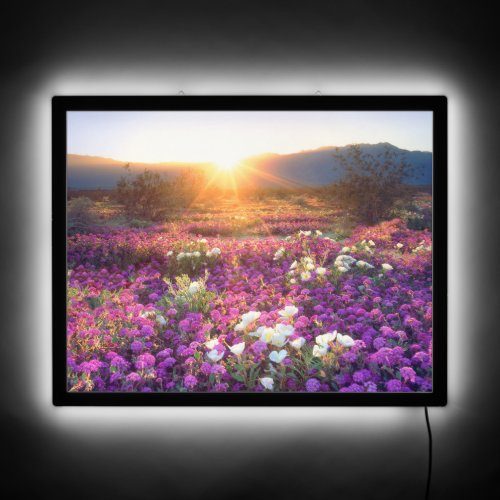Wildflowers at sunset  Anza_Borrego Desert LED Sign