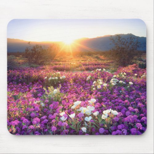 Wildflowers at sunset  Anza_Borrego Desert Mouse Pad