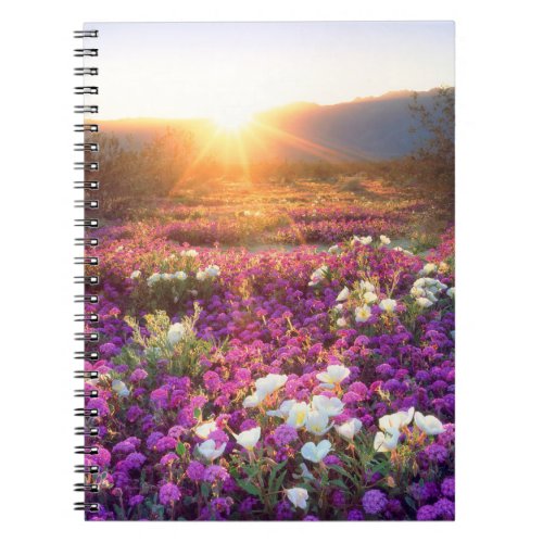 Wildflowers at sunset  Anza_Borrego Desert Notebook