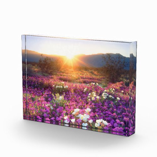 Wildflowers at sunset  Anza_Borrego Desert Photo Block