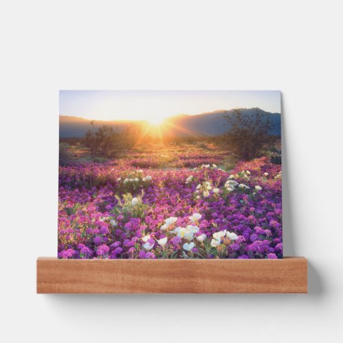 Wildflowers at sunset  Anza_Borrego Desert Picture Ledge