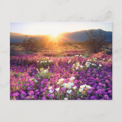 Wildflowers at sunset  Anza_Borrego Desert Postcard