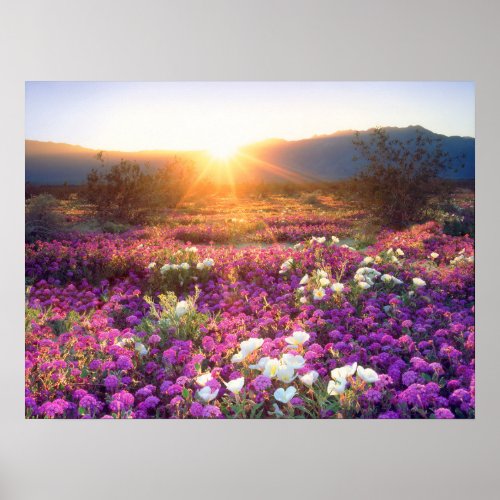 Wildflowers at sunset  Anza_Borrego Desert Poster