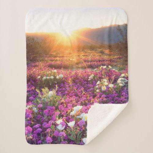 Wildflowers at sunset  Anza_Borrego Desert Sherpa Blanket
