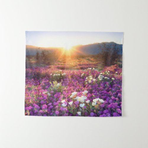 Wildflowers at sunset  Anza_Borrego Desert Tapestry