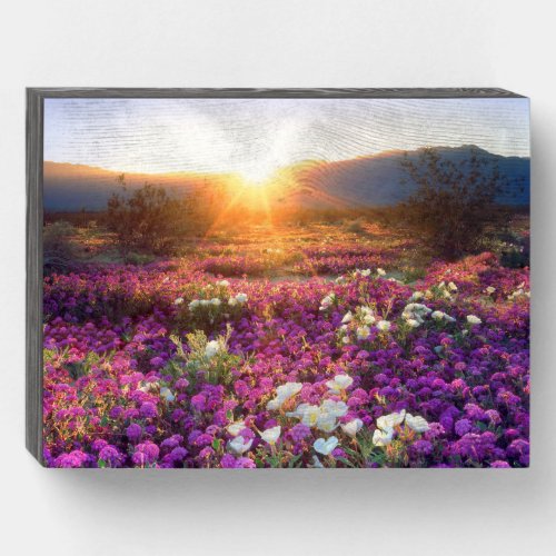Wildflowers at sunset  Anza_Borrego Desert Wooden Box Sign