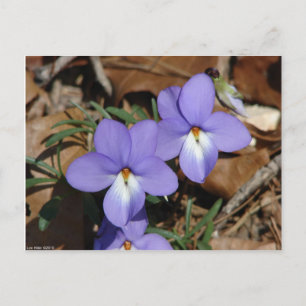 WildFlowers Birds-Foot Violet III Gifts & Apparel Postcard