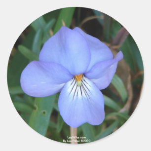 WildFlowers Birds-Foot Violet IV Hot Springs Gifts Classic Round Sticker
