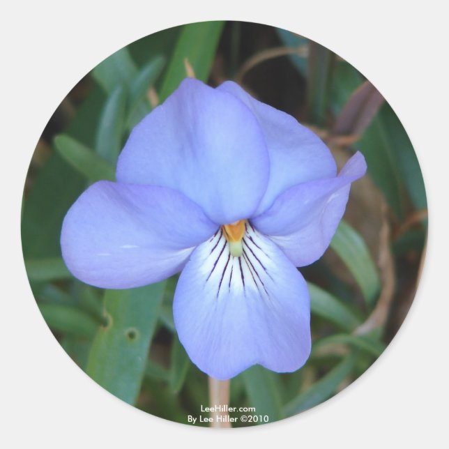 WildFlowers Birds-Foot Violet IV Hot Springs Gifts Classic Round Sticker (Front)