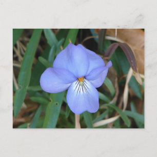 WildFlowers Birds-Foot Violet IV Hot Springs Gifts Postcard