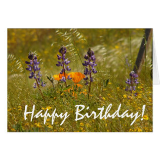 California Poppy Happy Birthday Cards, California Poppy Happy Birthday ...