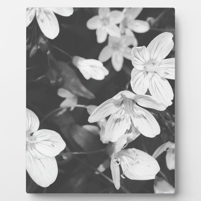 Wildflowers Black and White Plaque (Front)