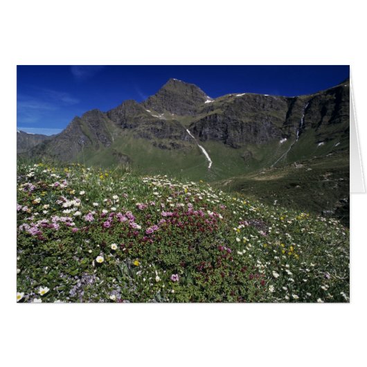 Wildflowers, blooming, Alps, Switzerland (Front Horizontal)