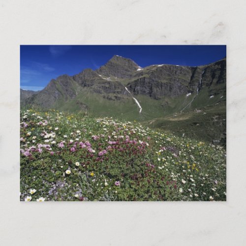 Wildflowers blooming Alps Switzerland Postcard