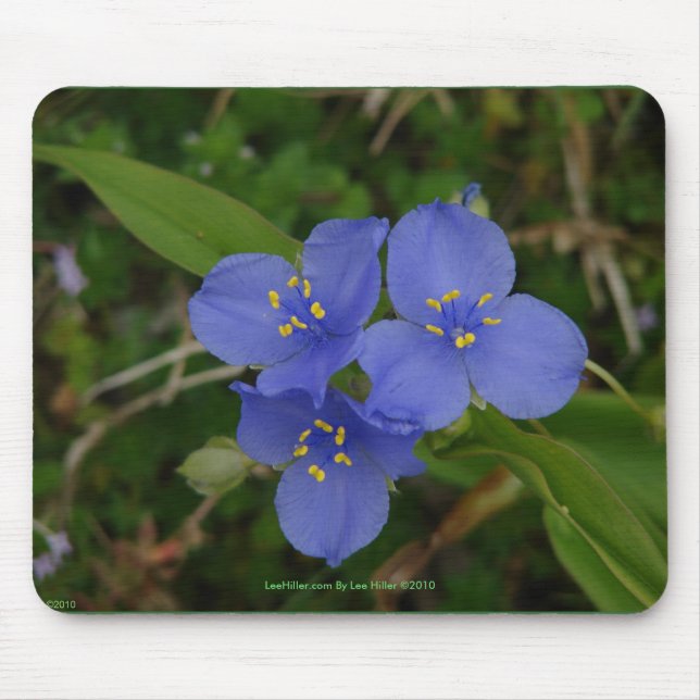 Wildflowers Blue Spiderwort Hot Springs AR Gifts Mouse Pad (Front)
