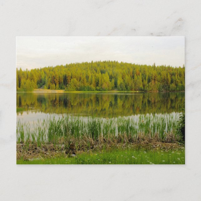 Wildflowers, Bullrushes Marshall Lake Postcard (Front)