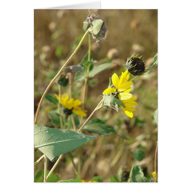 Wildflowers Cards (Front)