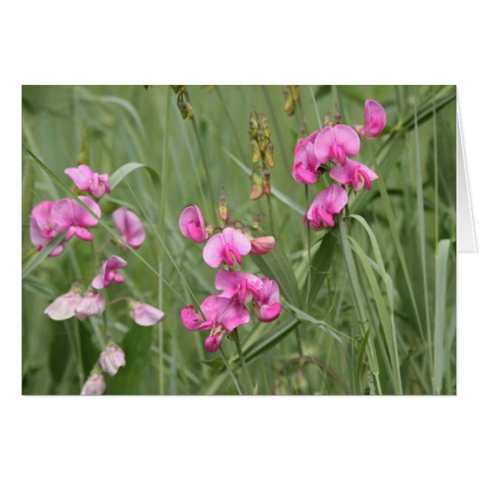 Wildflowers Cards (Front Horizontal)