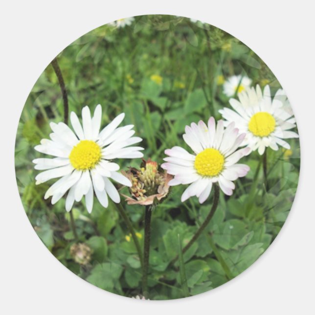 WILDFLOWERS CLASSIC ROUND STICKER (Front)