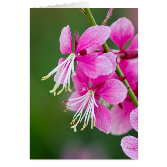 Wildflowers Customizable Cards (Front)