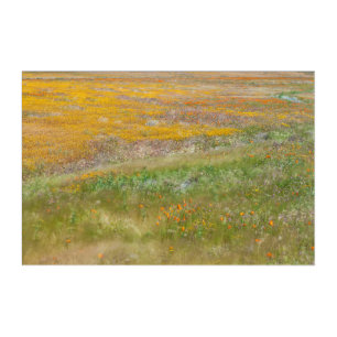 Wildflowers Field Acrylic Print