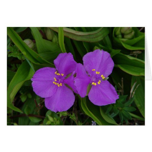 Wildflowers Fuchsia Spiderwort Hot Springs Gifts (Front Horizontal)