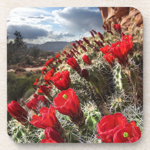 Wildflowers - Grand Canyon - Arizona Coaster